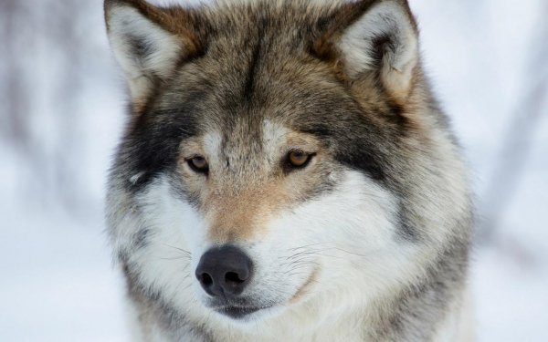 volk
