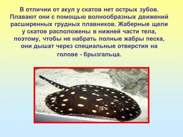 Скаты 2
