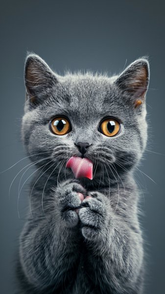 original 4320x7680 1726183135