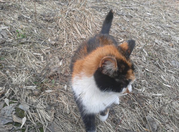 Котек1