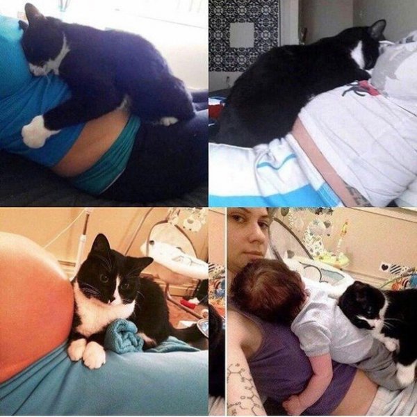 верный кот