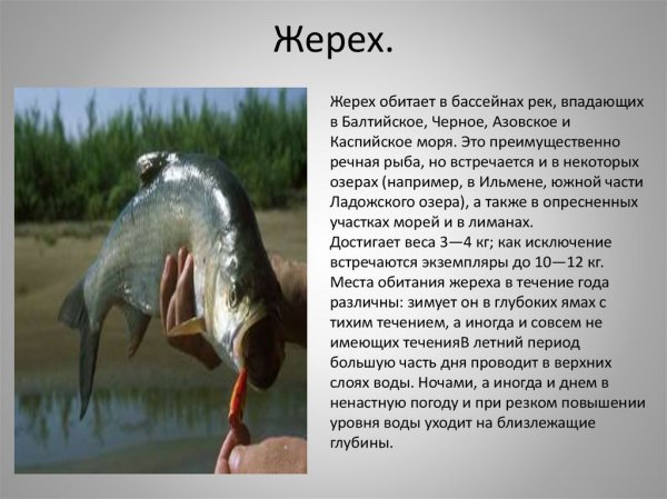 Жерех