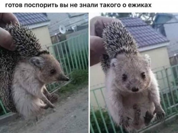 Ёжик)