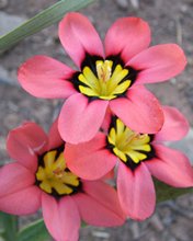 Flowers 276