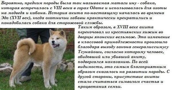 Акита