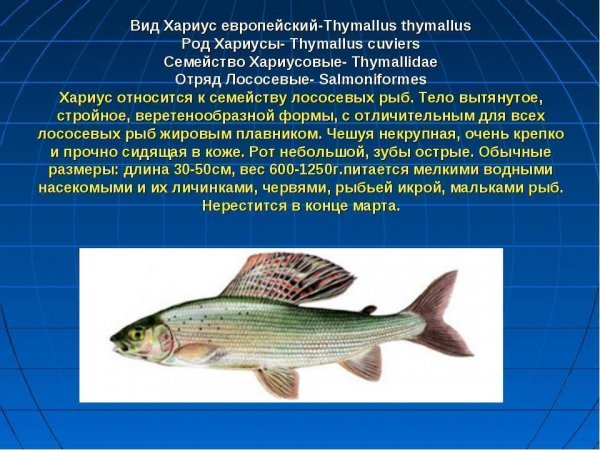 Хариус европейский