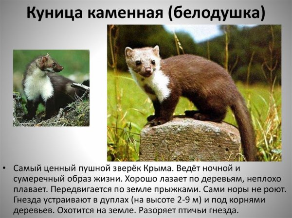 Белодушка