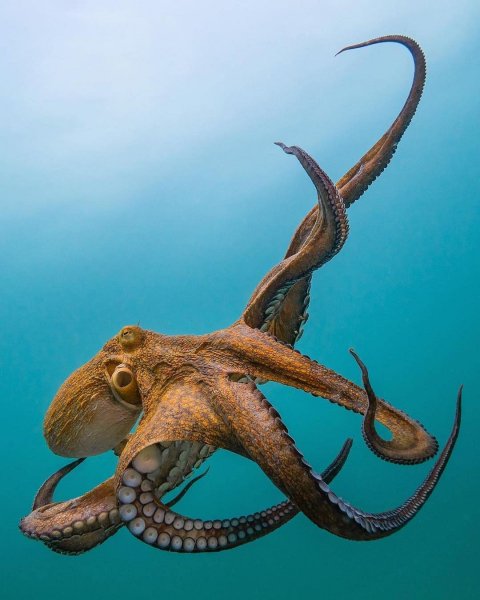 sea