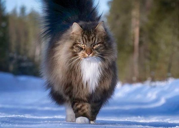 WinterCats00