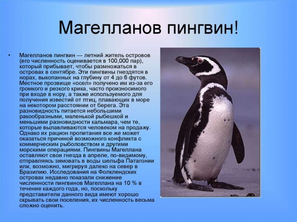 Магелланов пингвин