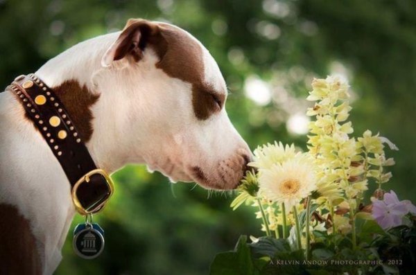 dog