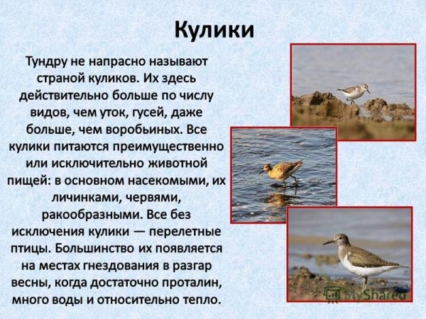 Кулики