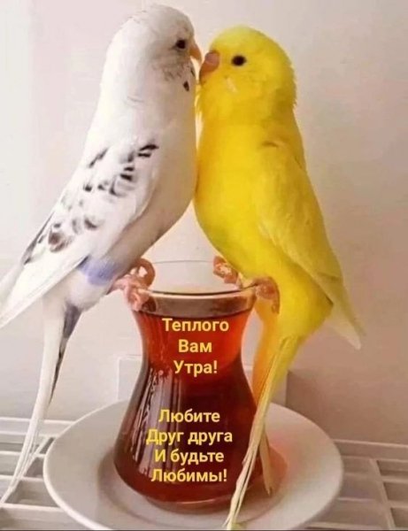 ZTpegO1EKI4