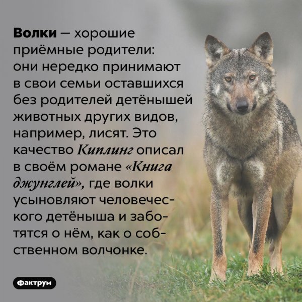 Волки