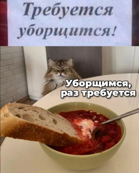 Кот-юмор-Борщ-9480181