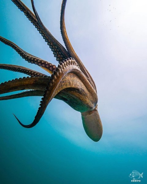 sea