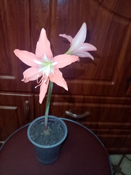 Амариллис