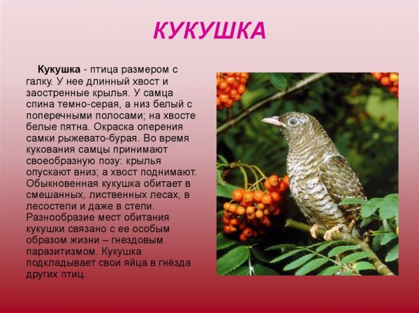 Кукушка