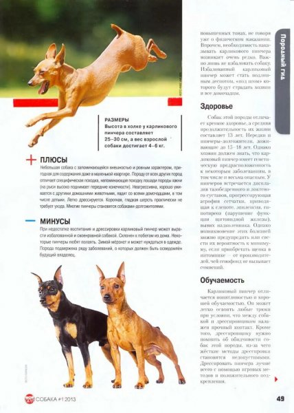 Карликовый пинчер