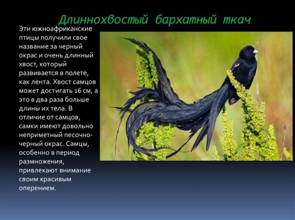 Ткач