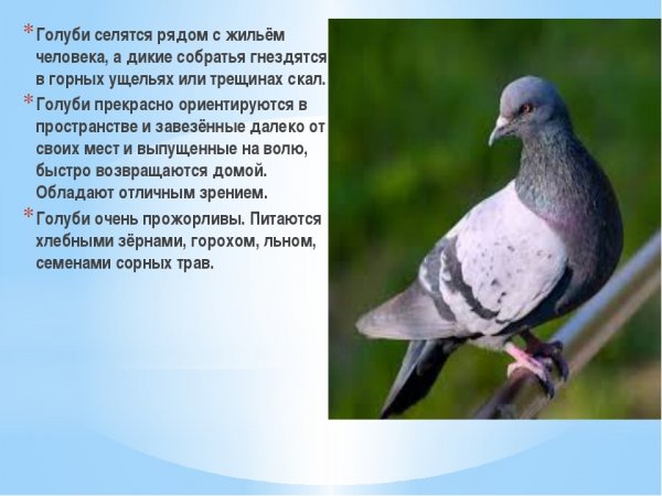Голуби