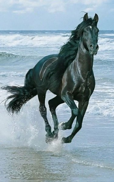 Horse 6