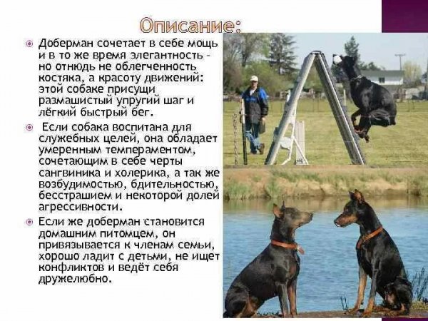 Доберман