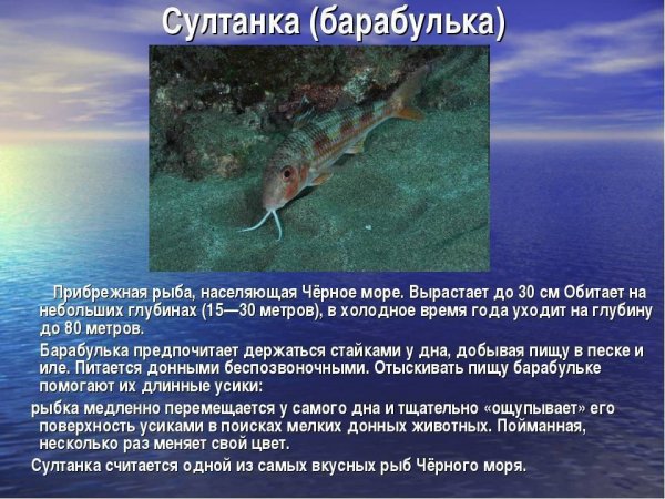 Барабулька