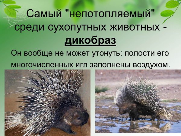 Дикобраз