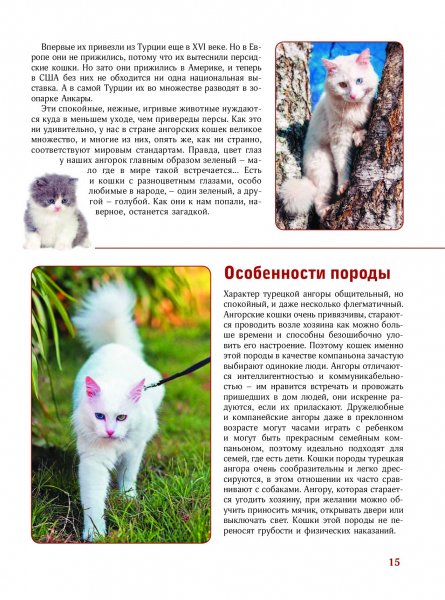 Ангорские кошки
