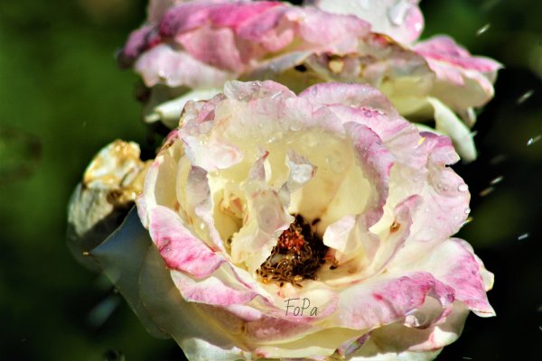 62fbcece3d8cf IMG 6431