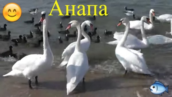 Анапа. Лебеди на побережье