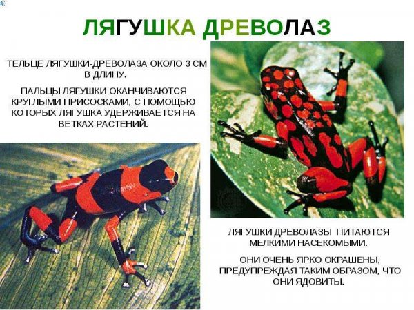 Лягушка древолаз