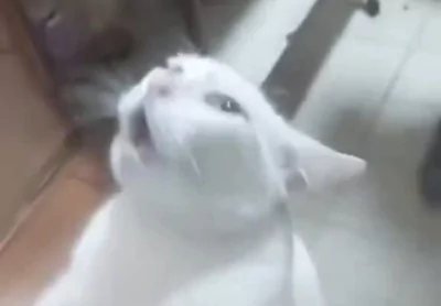 Белый