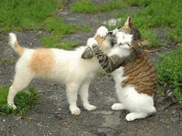 Кот и собака