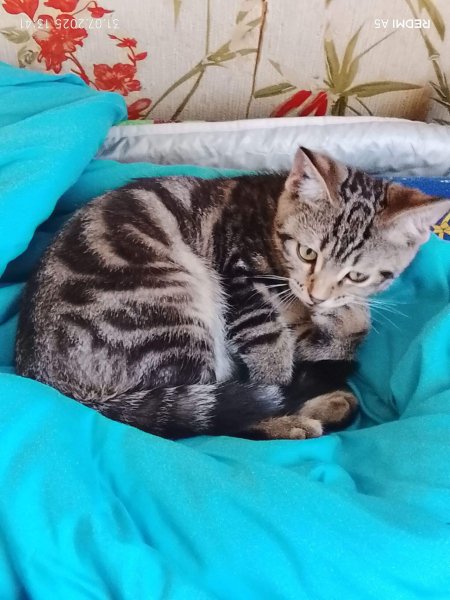 Котик