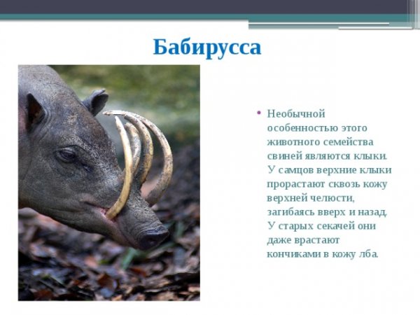 Бабирусса