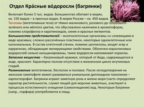 Багрянки