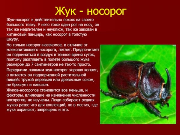 Жук - носорог