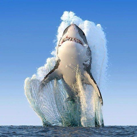 Касатка