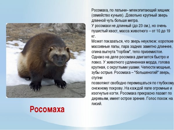 Росомаха