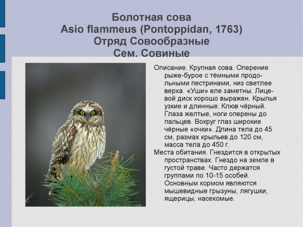 Болотная сова