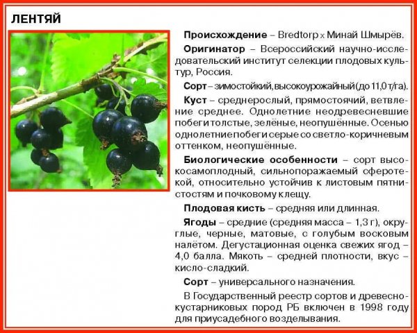 Чёрная смородина