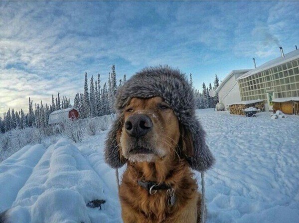 Собачий холод