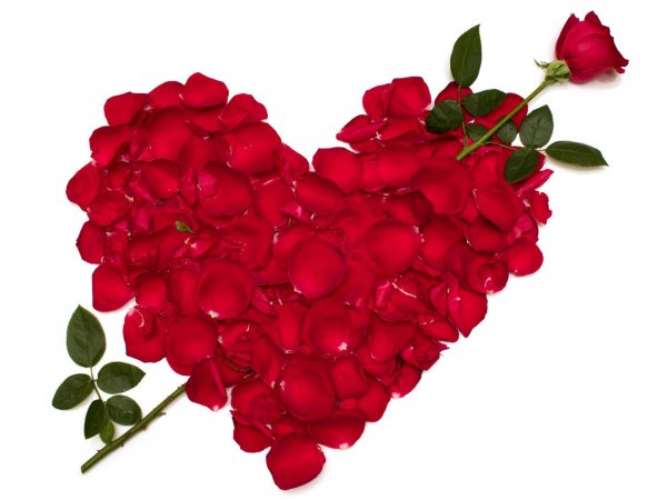 Happy-Valentines-Day-Rose10