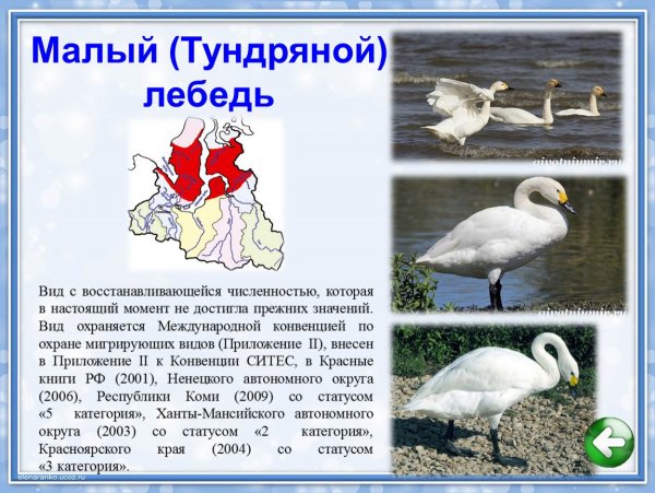 Малый лебедь