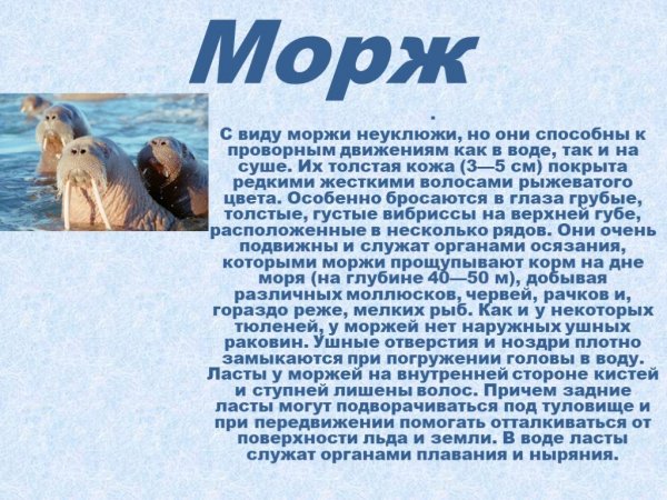 Морж