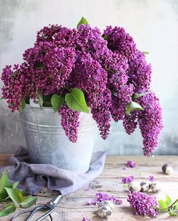 flower+(20)