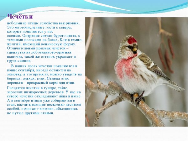 Чечётки