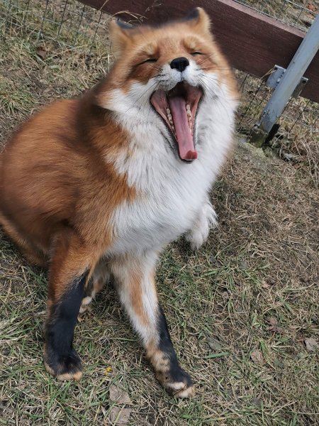 Лиса